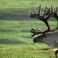CDpx_00941