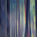 Late Afternoon thru the Trees