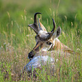 Pronghorn#1